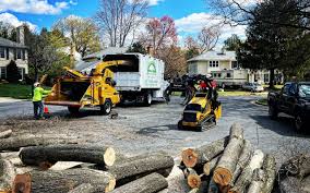 Professional Tree Services in Meadview, AZ